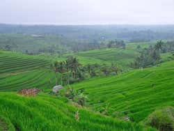Arrozales en Bali, terrazas escalonadas
