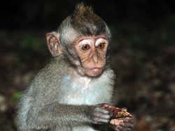 Monkey Forest, pequeño mono